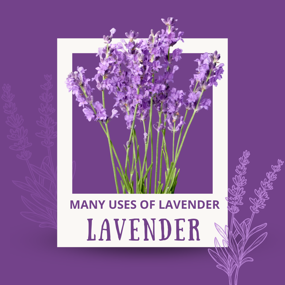 THE MANY USES OF LAVENDER