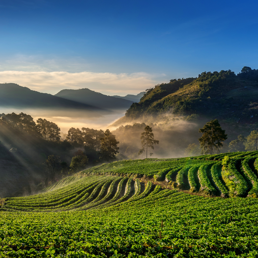 The Beauty of Indian Tea Gardens