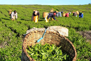 Tea Industry in India